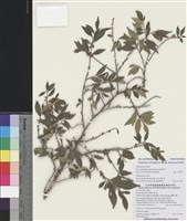 藏品(毛果柃木)的圖片